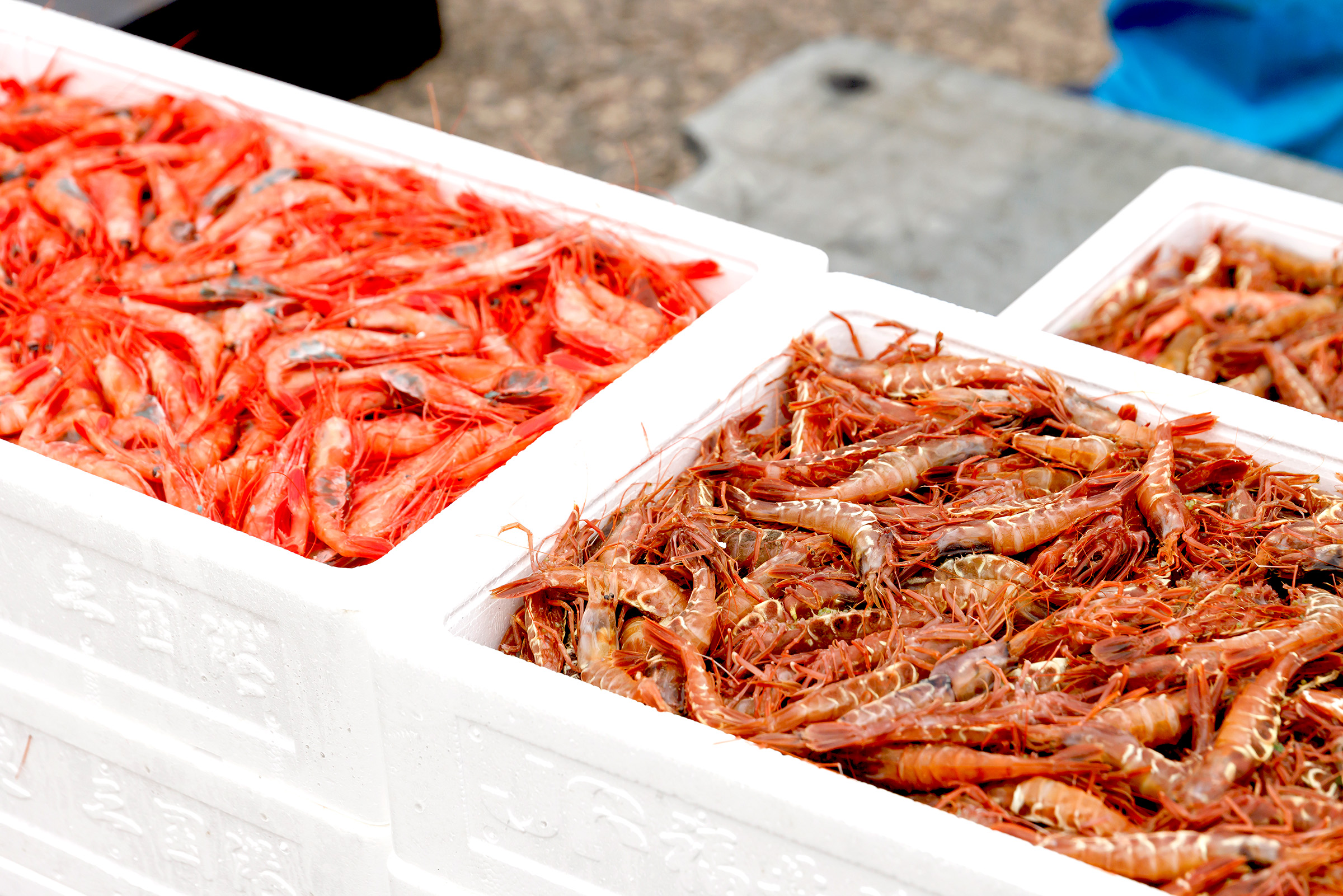 甘えび・ガサエビ